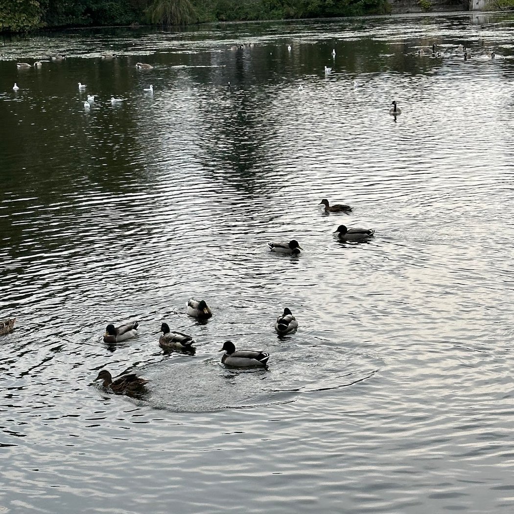 Lac de Sévigné 3