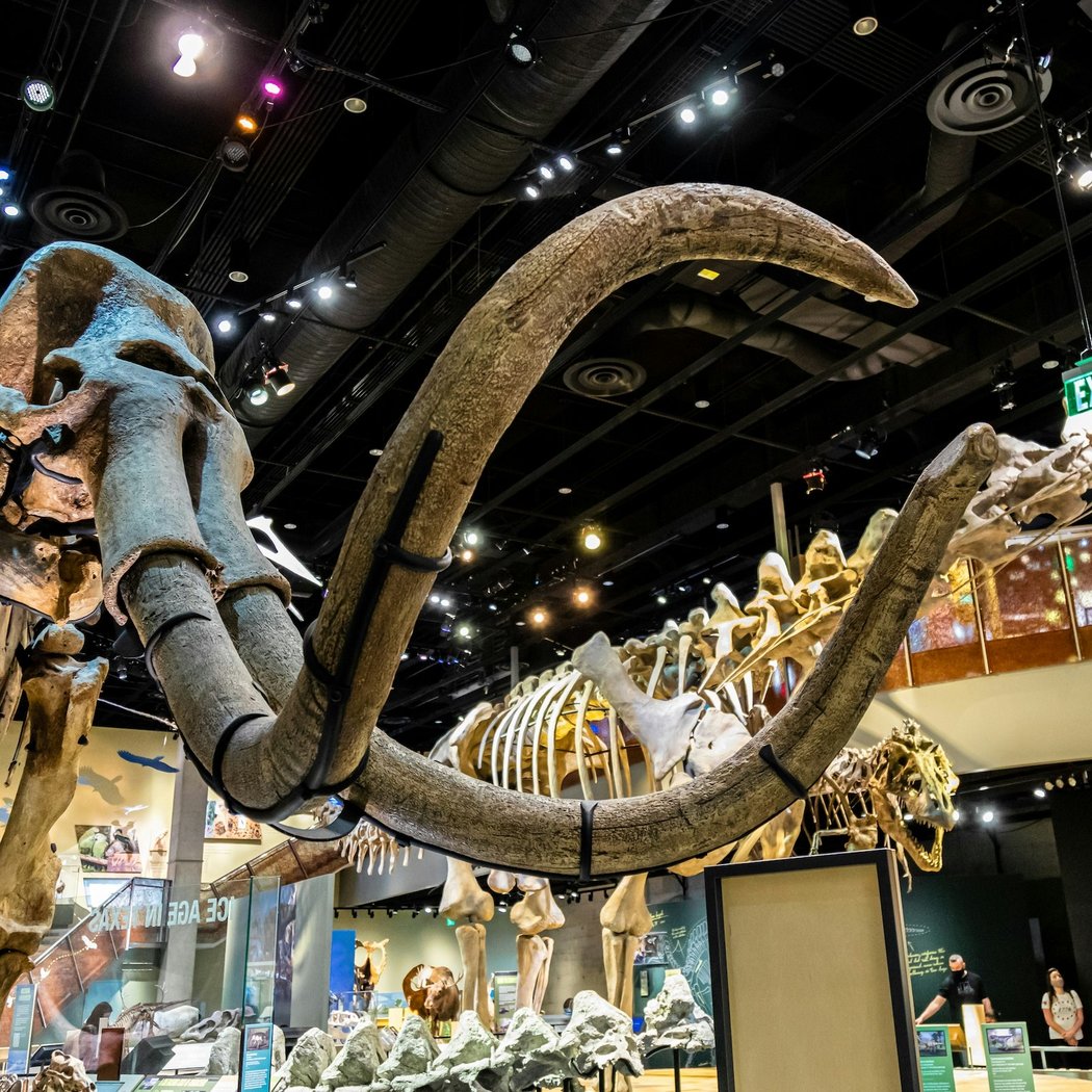 Perot Museum of Nature and Science 1