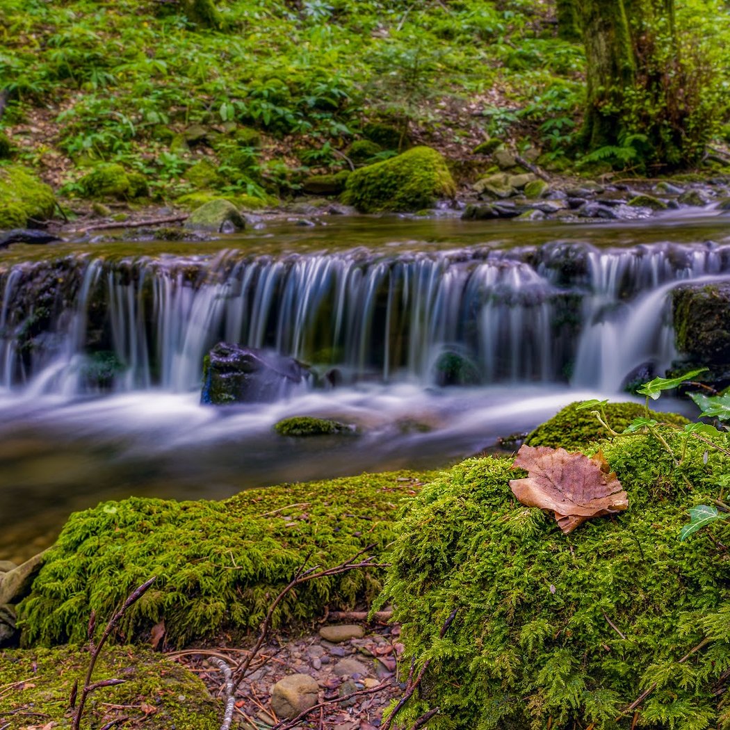 Foresta Maestra 2