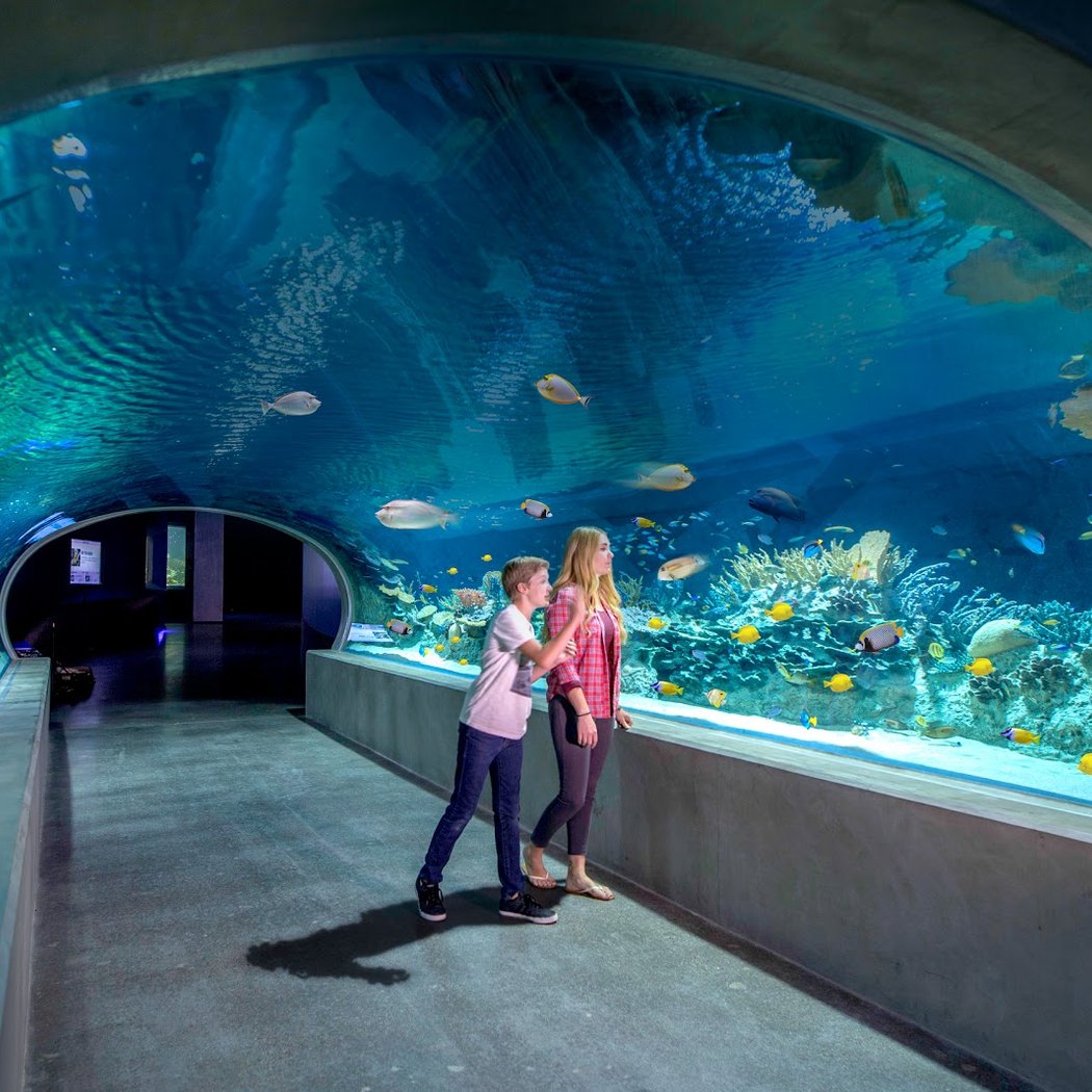 Camp Ocean at OdySea Aquarium 2