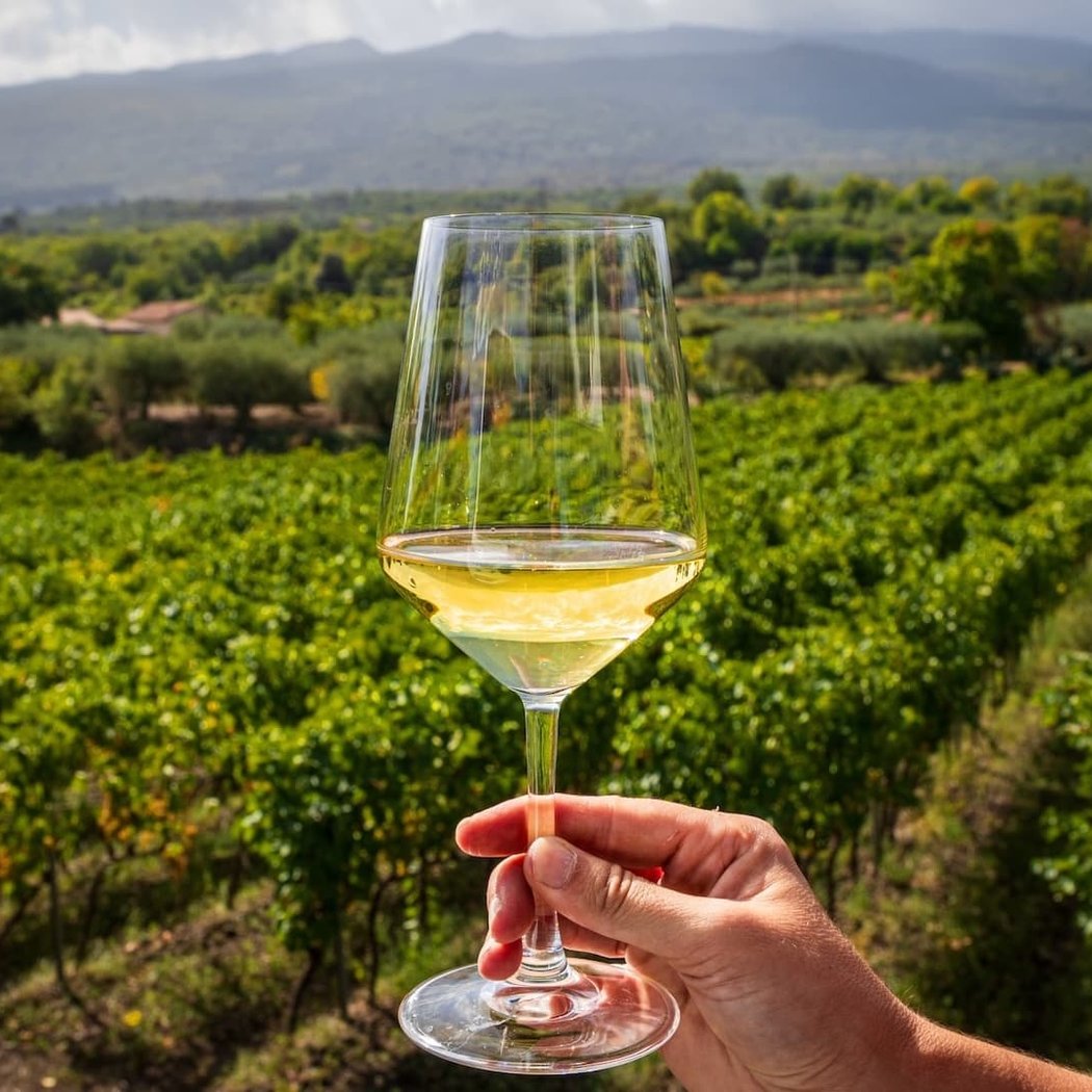 Understanding Wine From Vine to Glass 1