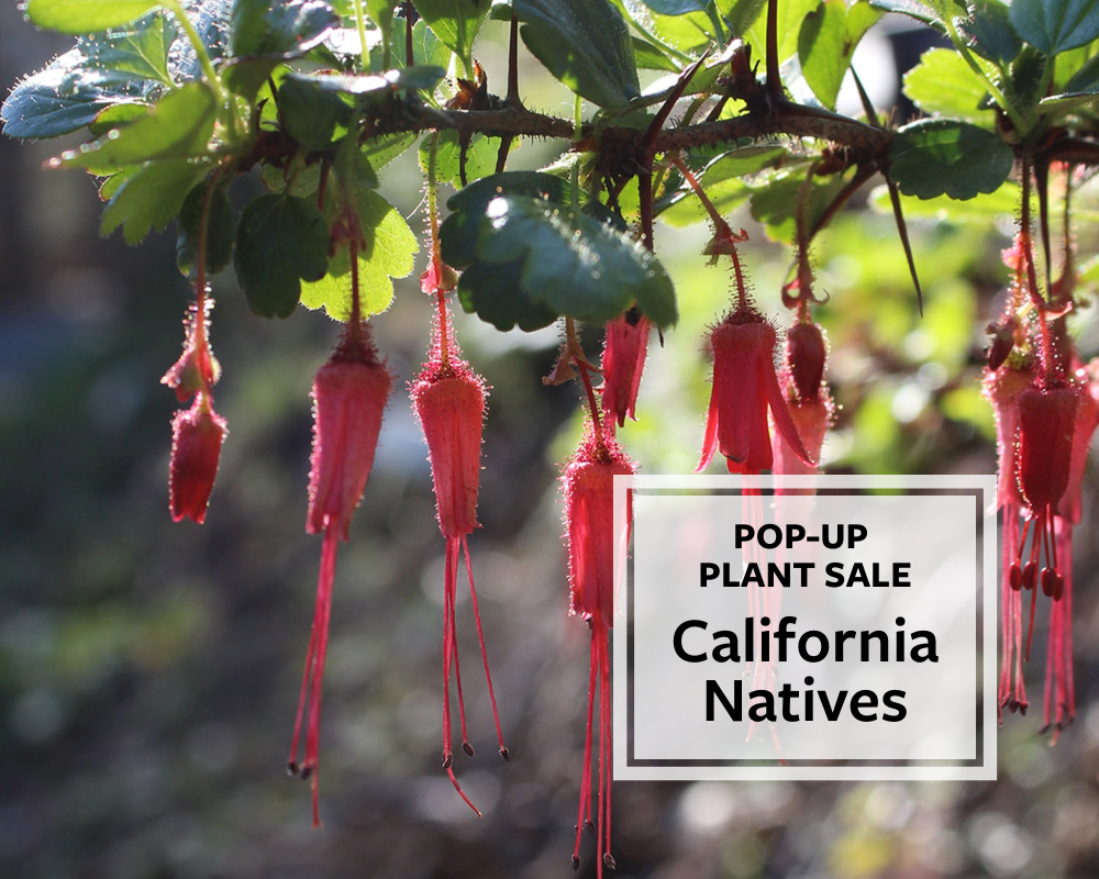 Member Preview: California Native Plant Pop-Up Sale 1