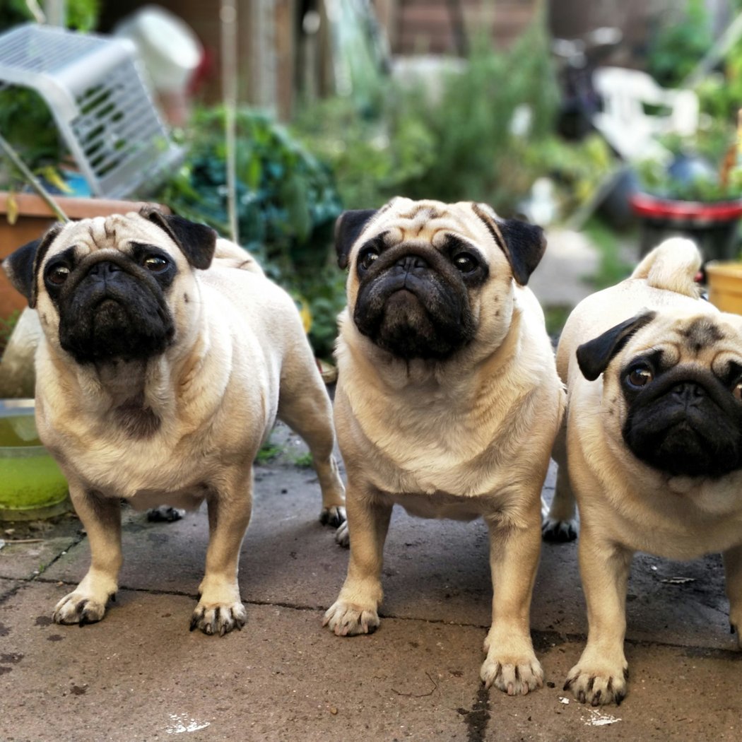 Pug Day, Fun Day 2