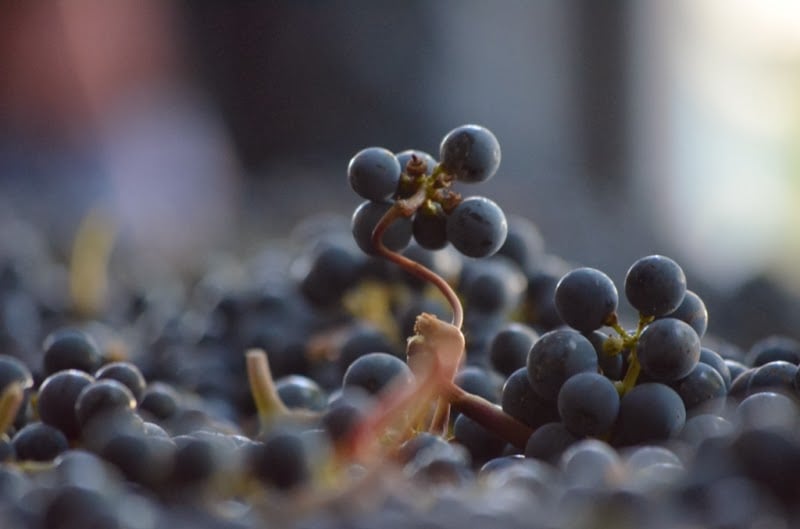 Vins et Découvertes 2