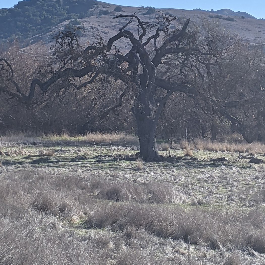 Almaden 3