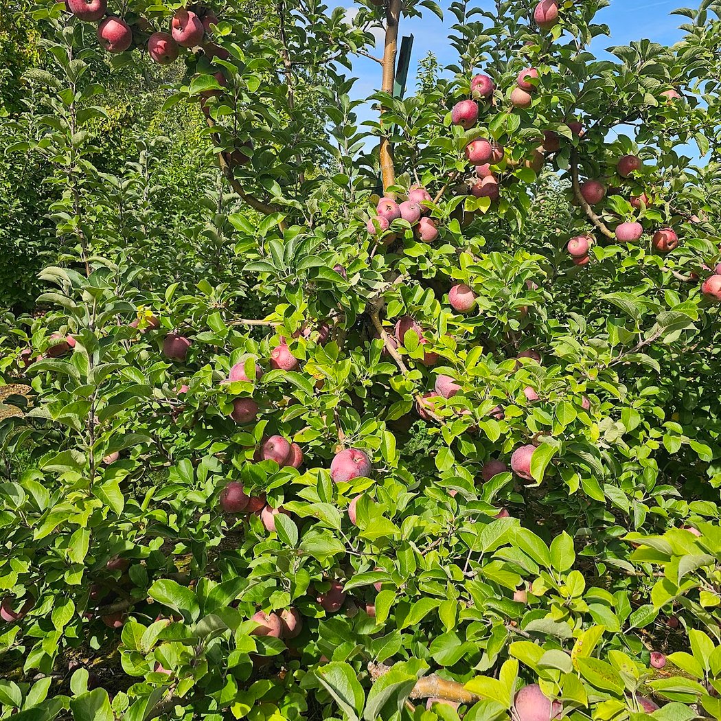 C N Smith Farm 1