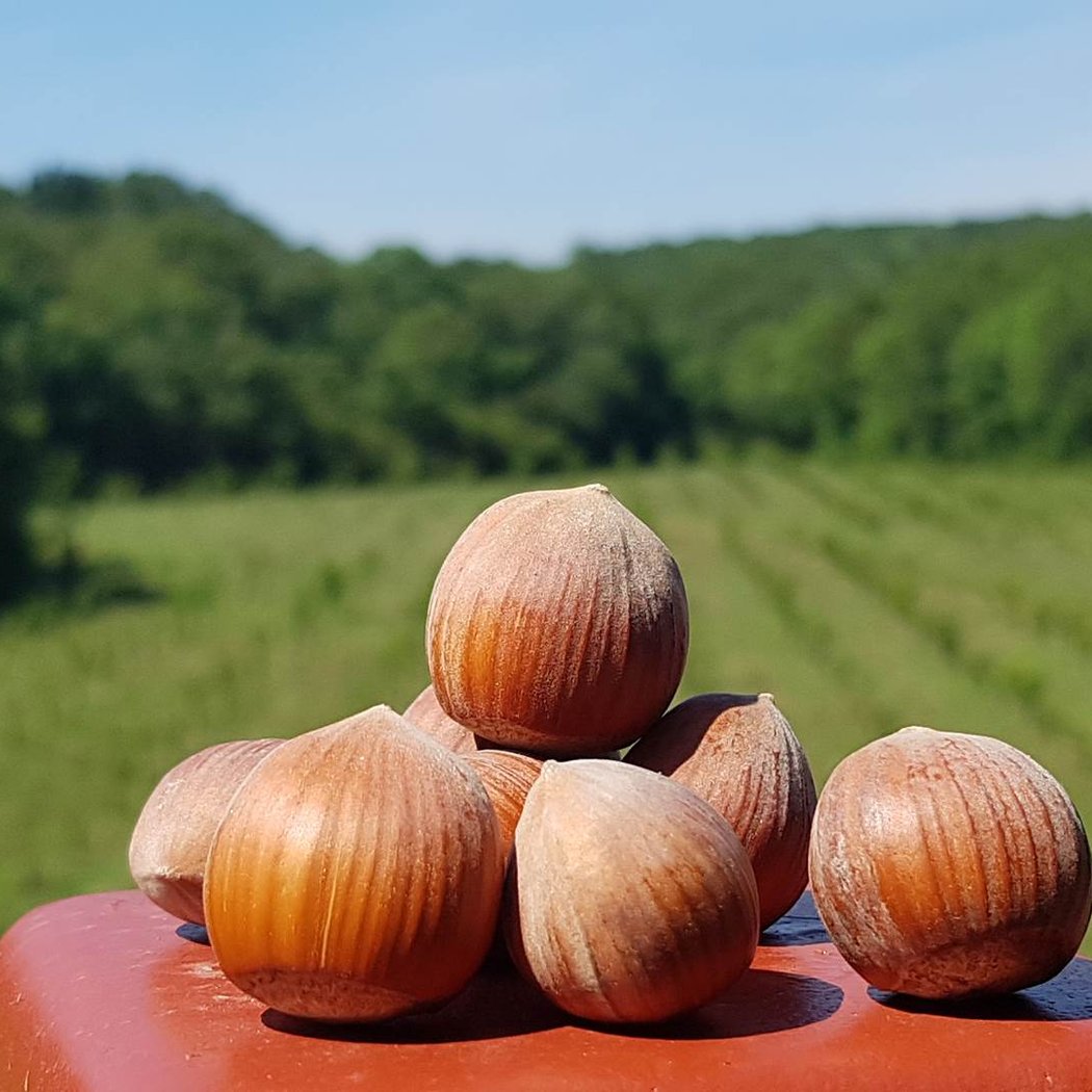 La Noisette Basque 2