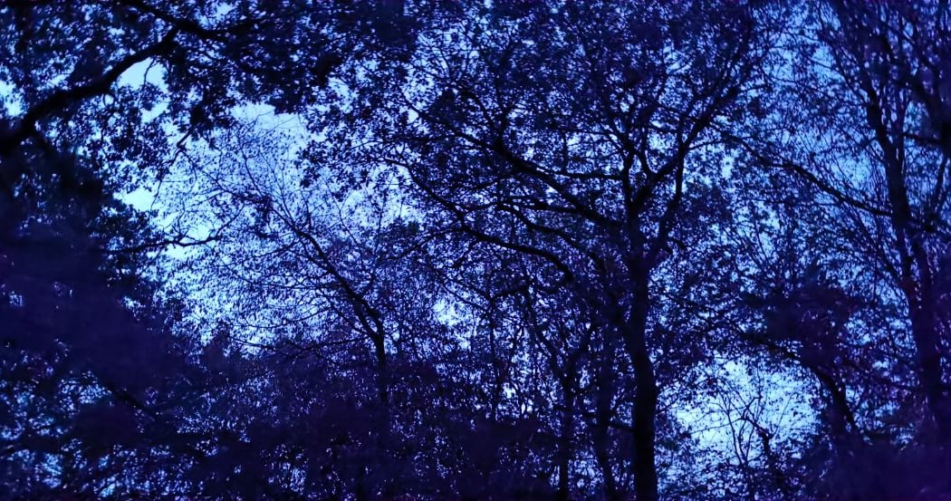 Vivre une immersion au coeur de la forêt 1