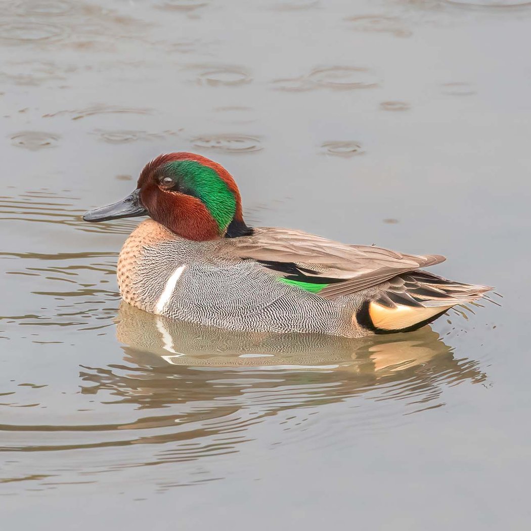 Wetlands Edge Park 4