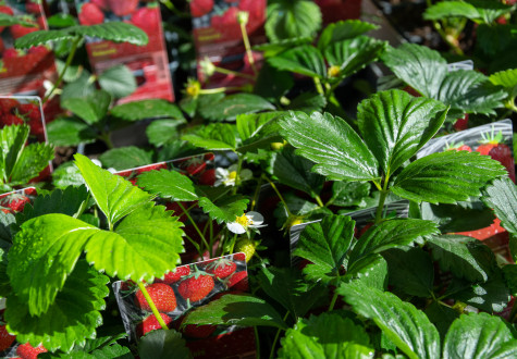 Offres de saison à la jardinerie 3