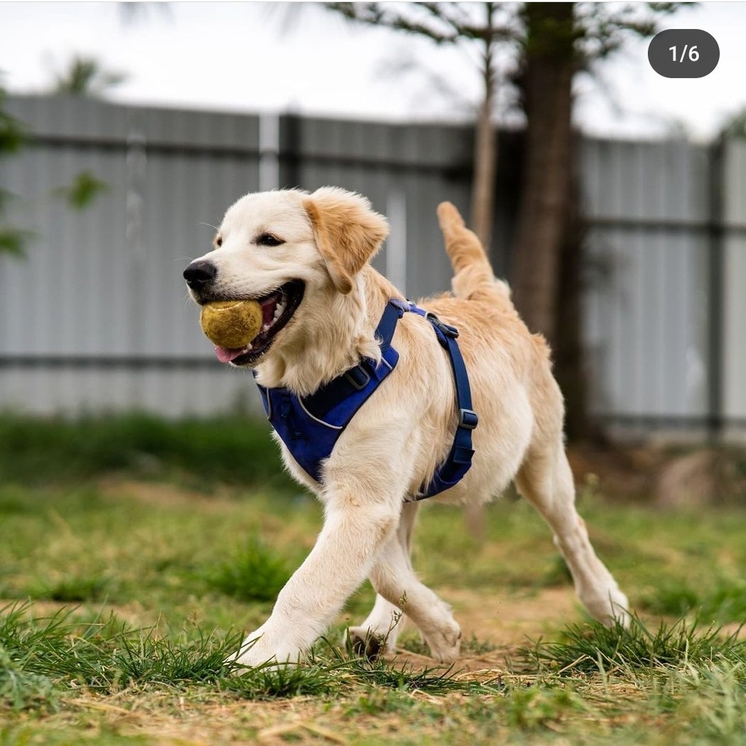 Therpup Dog Boarding 1