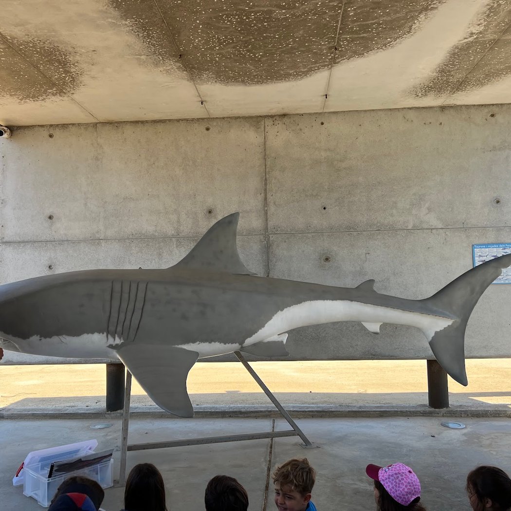 Fundació per la Conservació i Recuperació d'Animals Marins (CRAM) 2