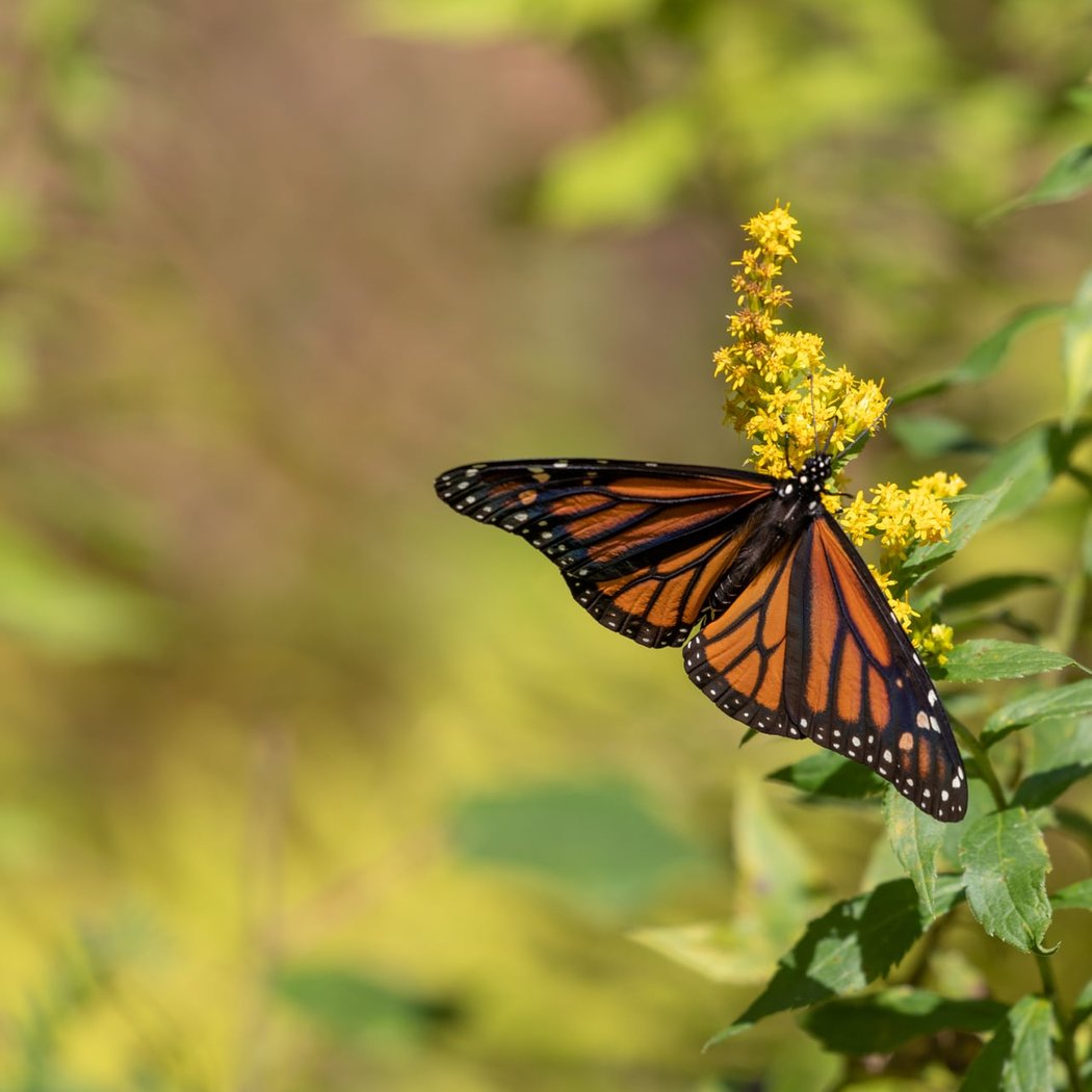 A Nature Year at Broad Meadow Brook 2