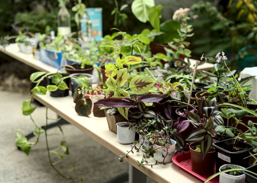 Café ô Jardin 1