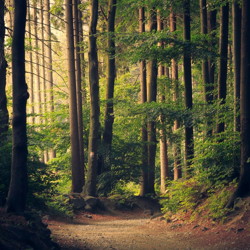 Into The Woods 1
