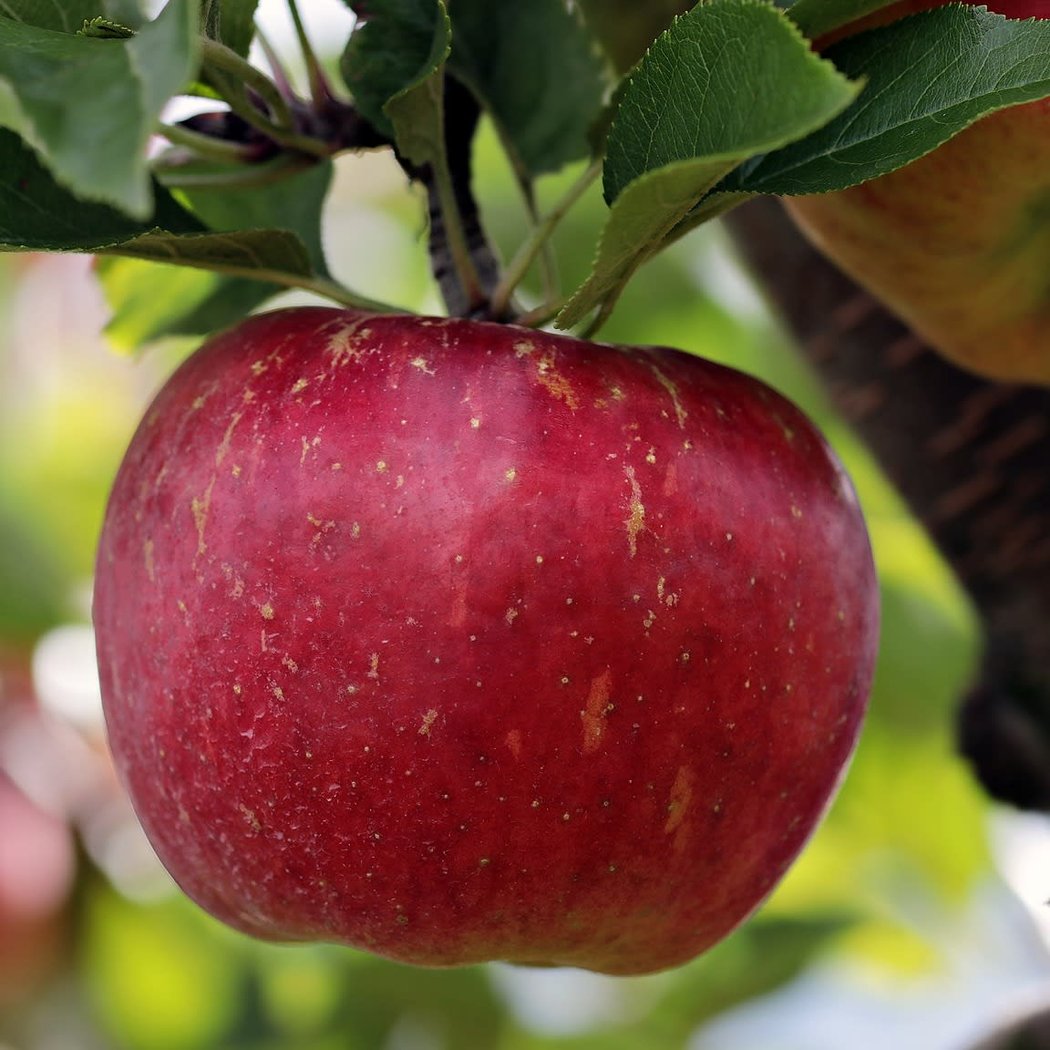 Gravenstein Apple Fair 1