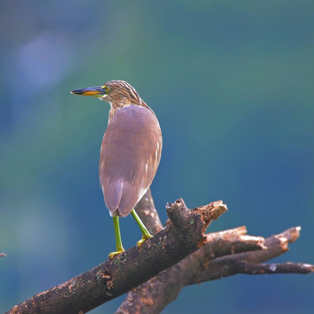 Kannamangala bird watching site 3