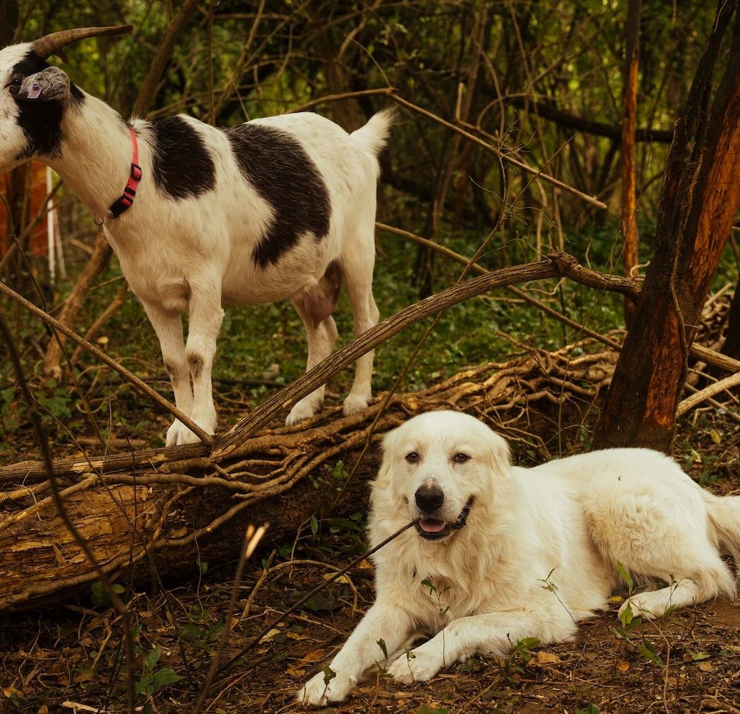 Goat Camping on Maclellan Island 2