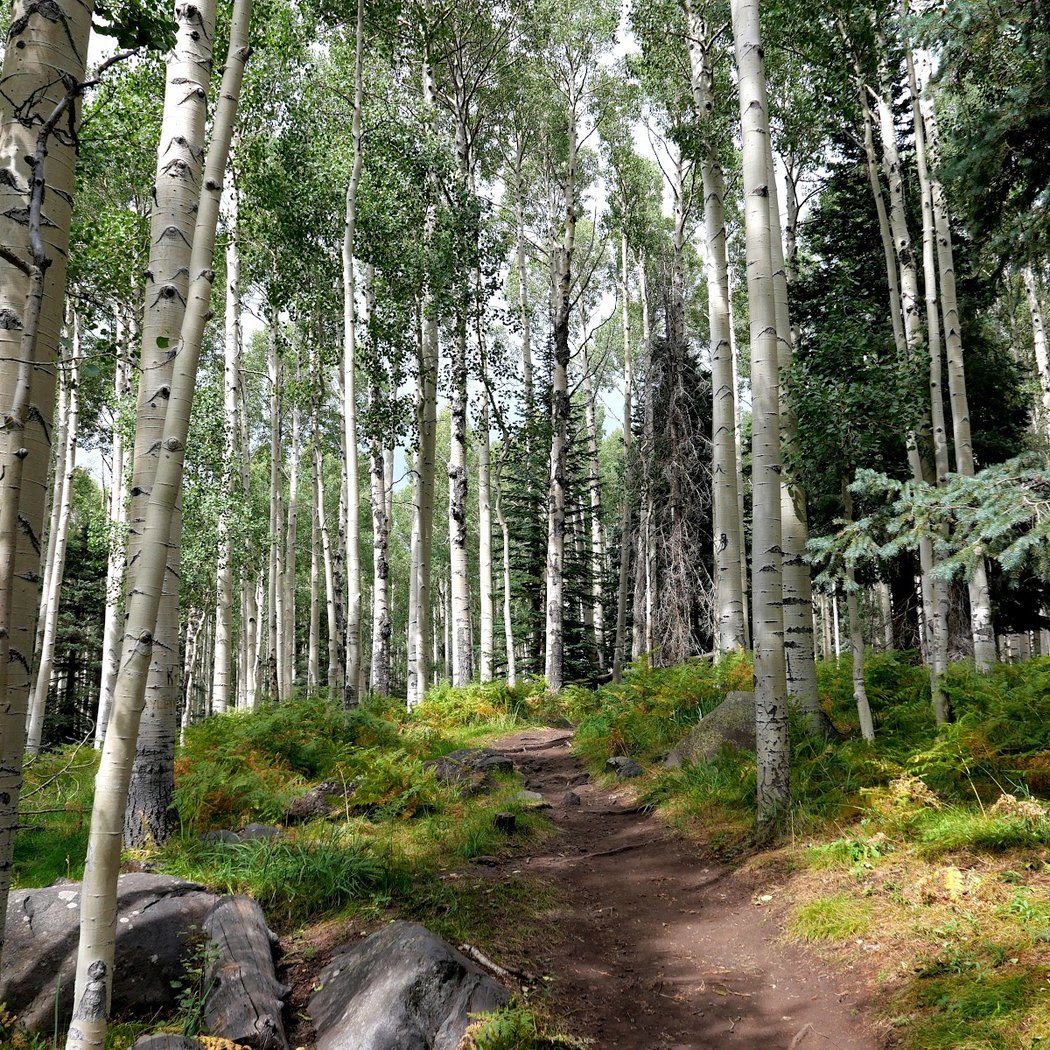 Aspen Nature Loop 2