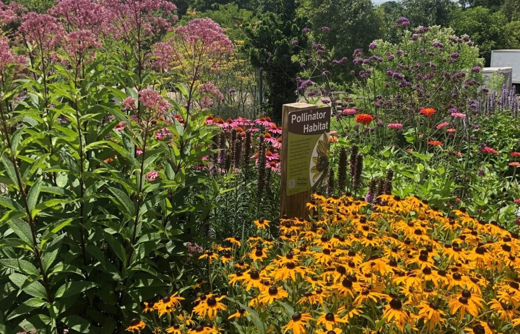 Pollinator Palooza 2