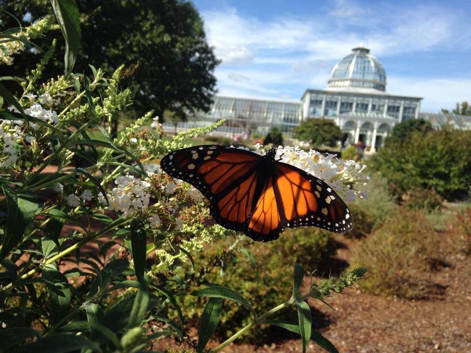 Monarch and More