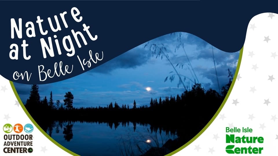 Nature at Night: Nighttime Animals 1