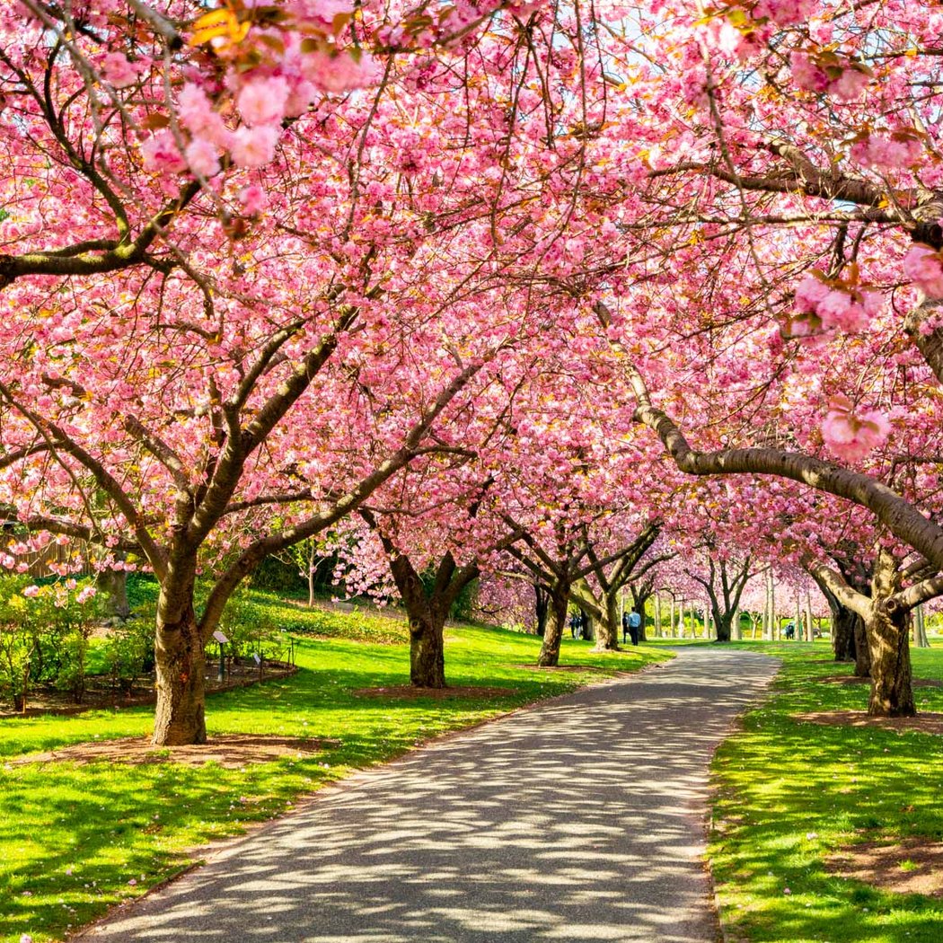 Hanami Spring Cherry Blossom Festival 1