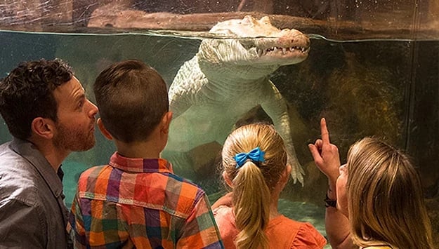 Newport Aquarium 1
