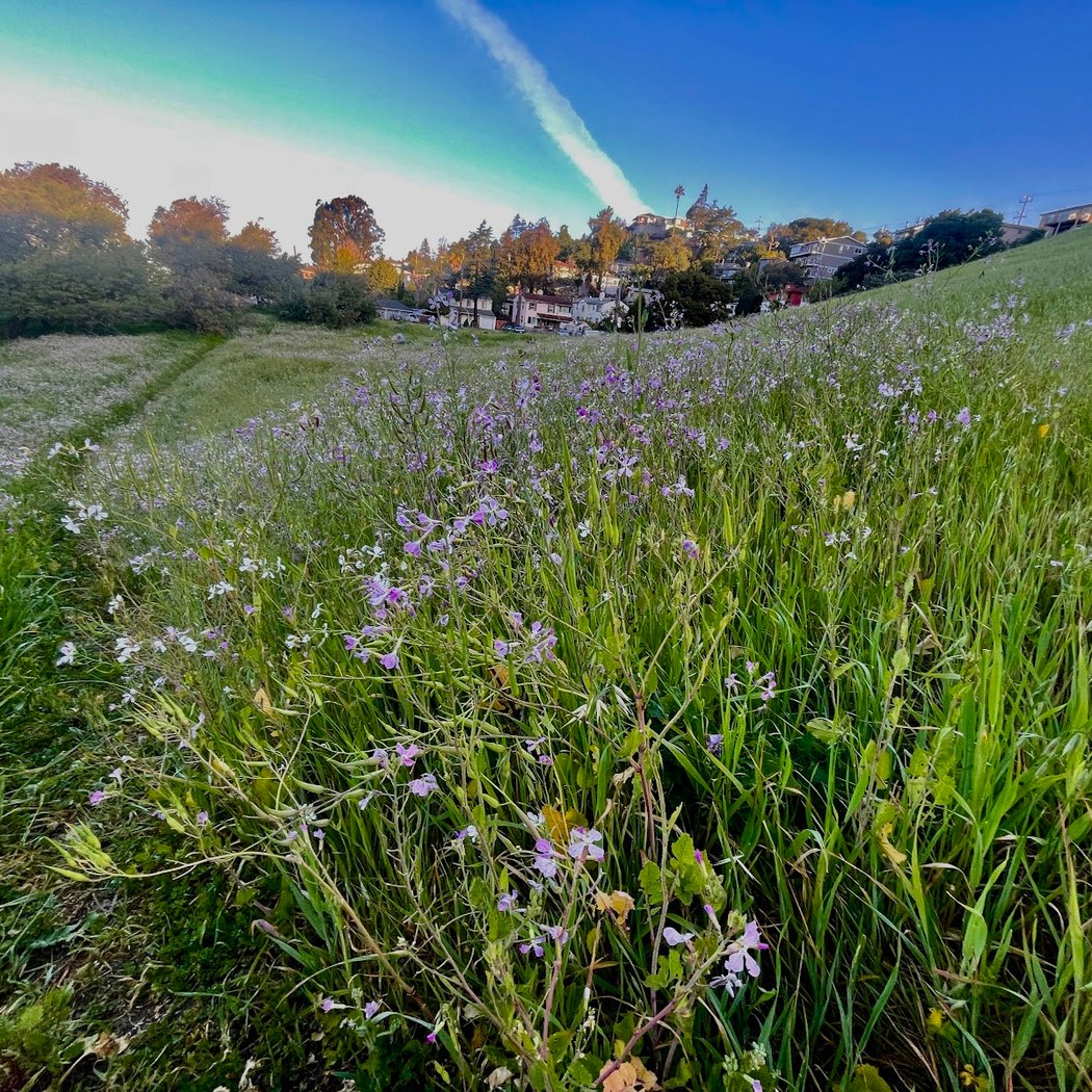 King Estate Open Space Park 3