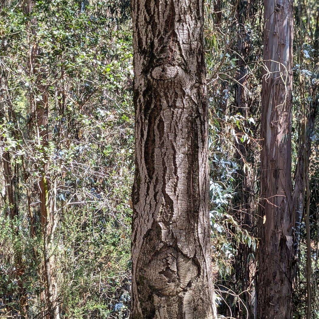 Montclair Railroad Trail, Oakland 3