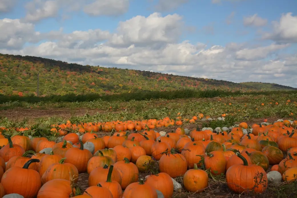 Pick-Your-Own 3
