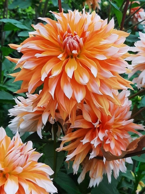 ANTOINE BERJEAUT - Festivals du Parc Floral 1