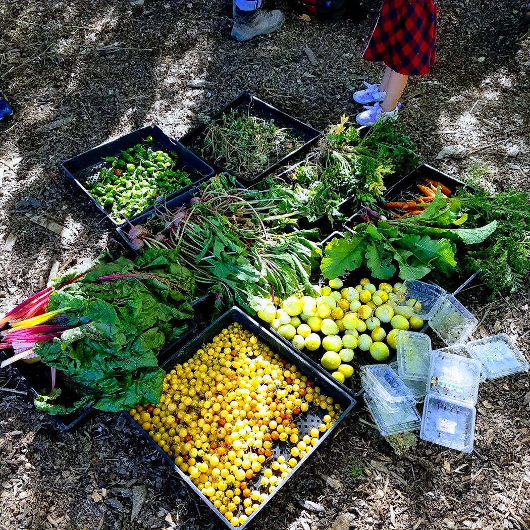 Volunteer Day at Alemany Farms