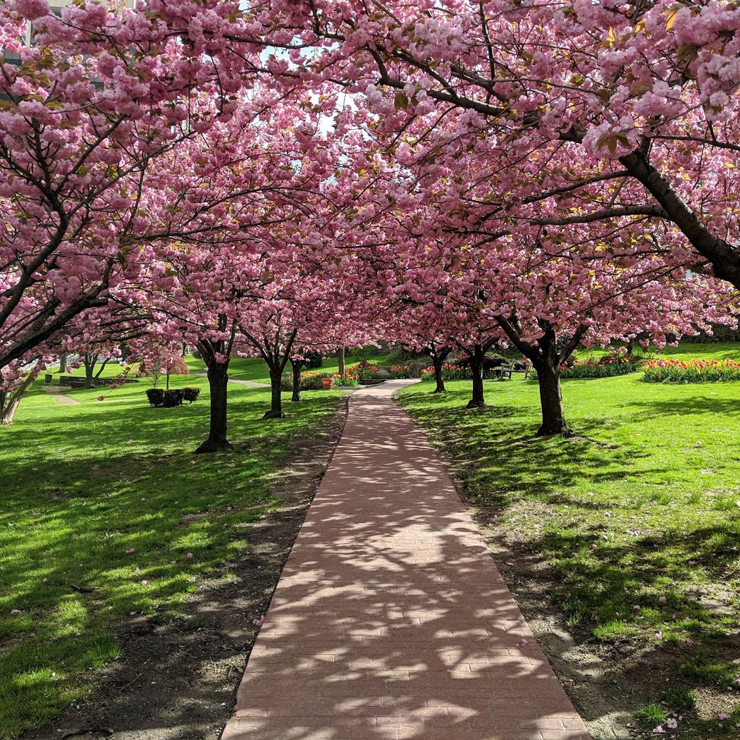 Spring Fairs, Carnivals, and Festivals 1
