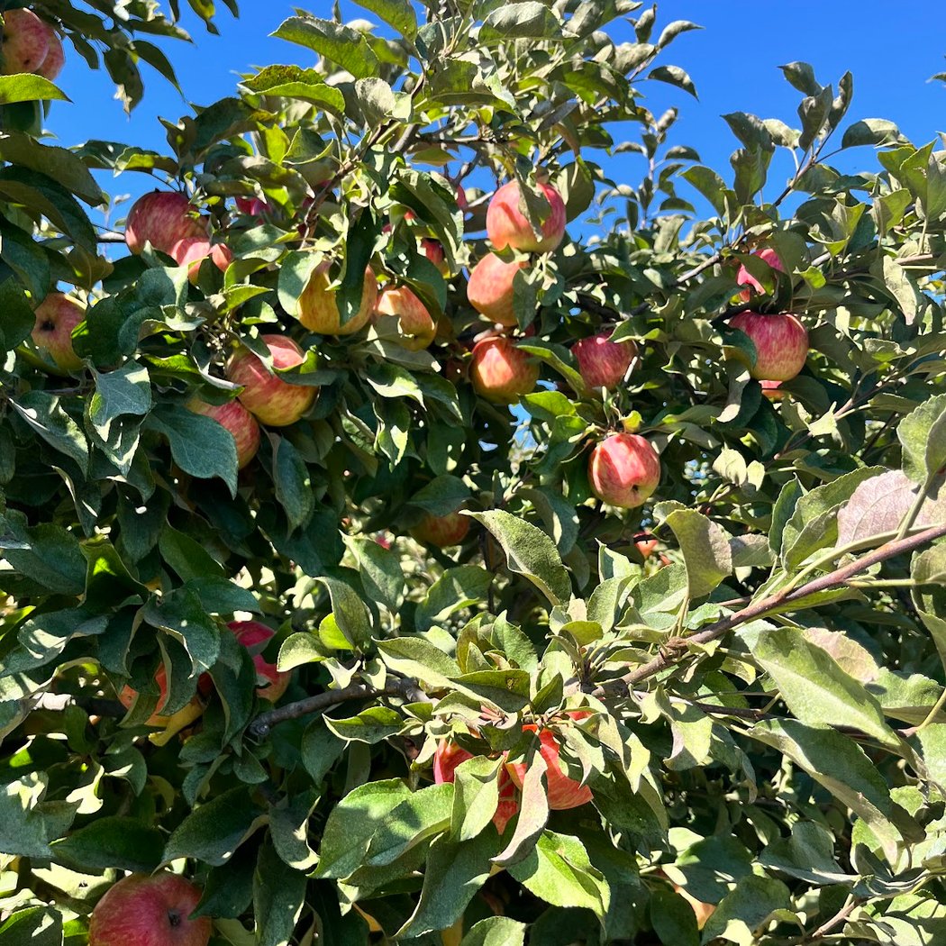 Apple U-Pick 3