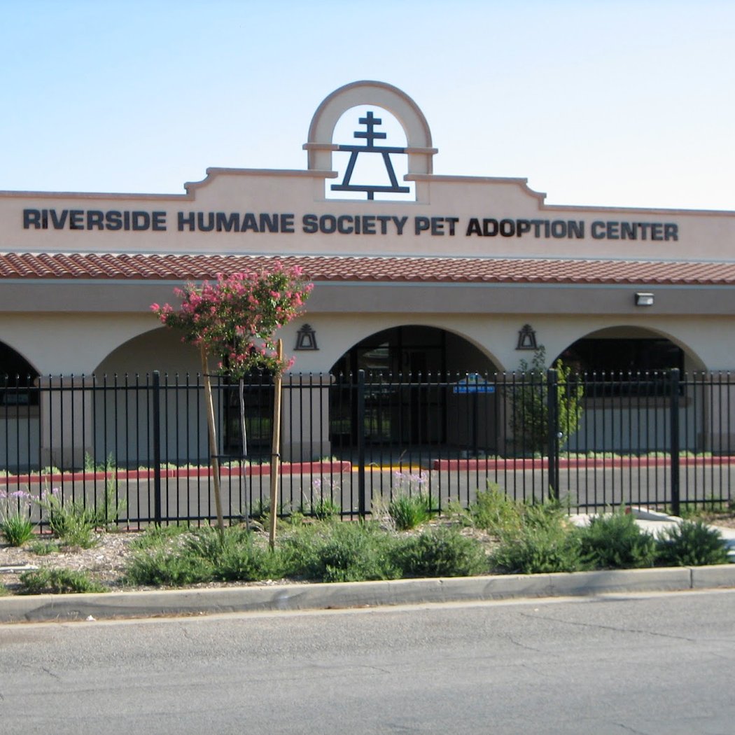 Pet Adoption Event 2
