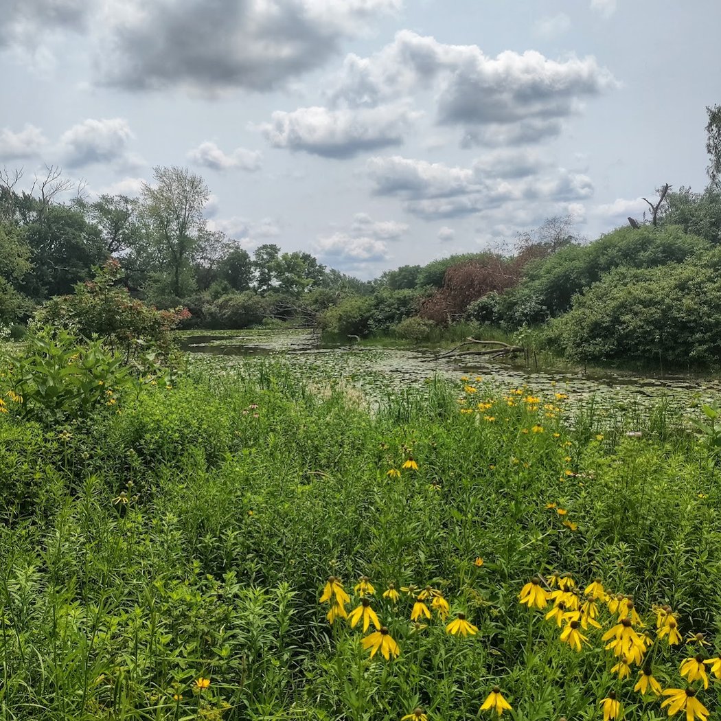 Jackson Park Bobolink Meadow 2