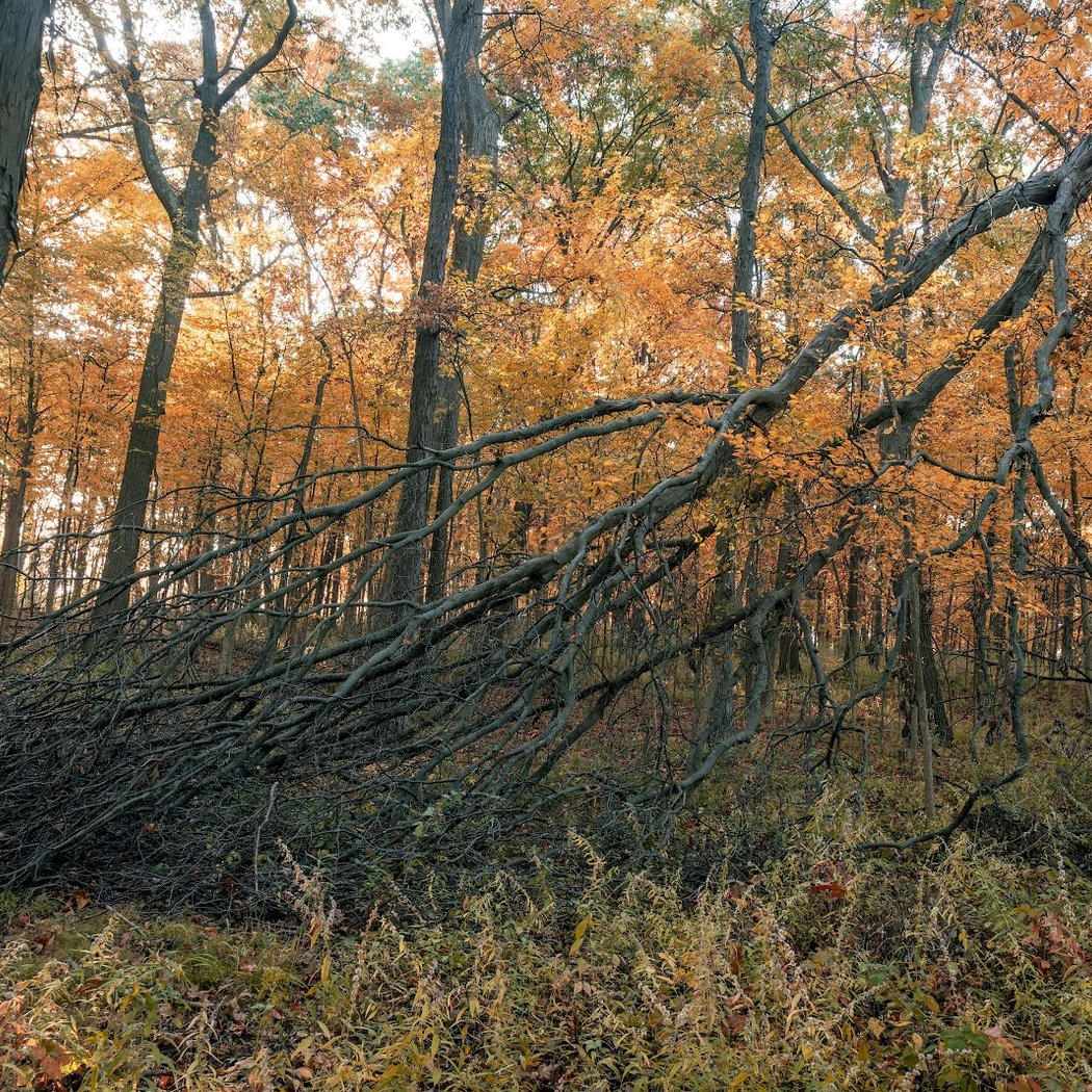 Stapp Nature Area 1
