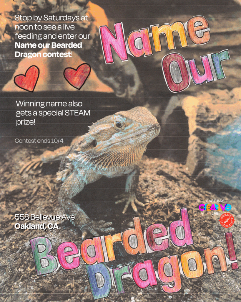 Name our Bearded Dragon Contest 1