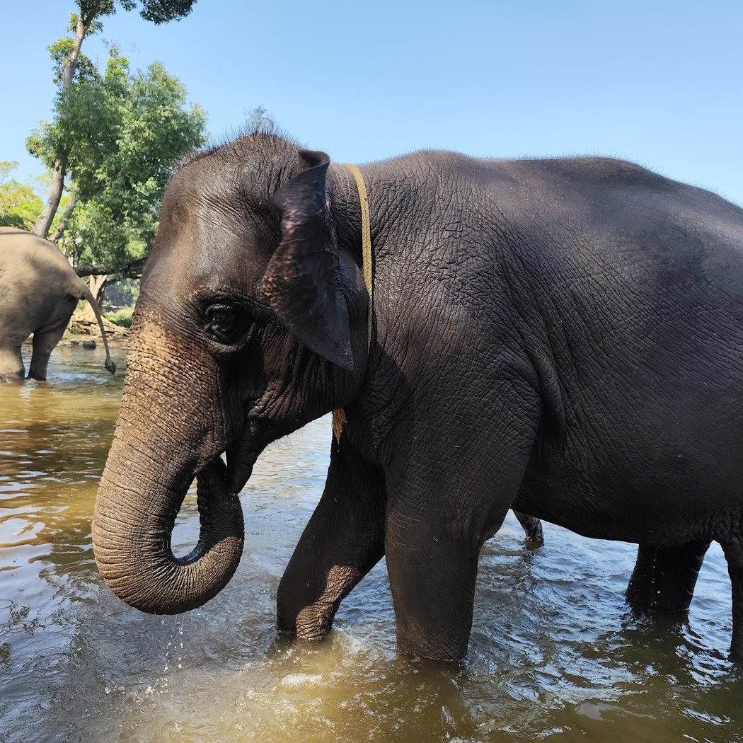 Dubare elephant camp 3