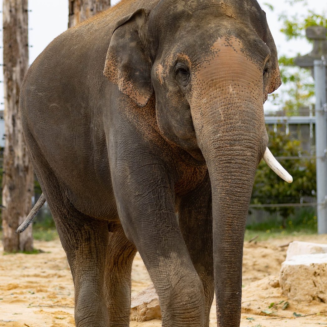 La Tanière - Zoo refuge 3