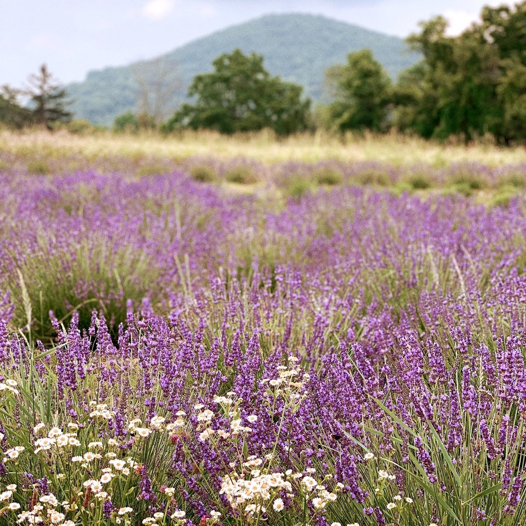 Lavenwood Farms 3