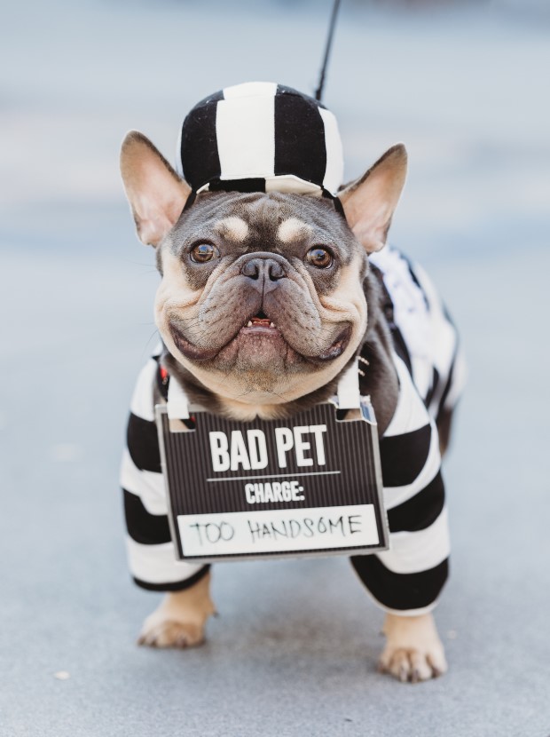 2026 “Howl-O-Ween” Pet Parade 1