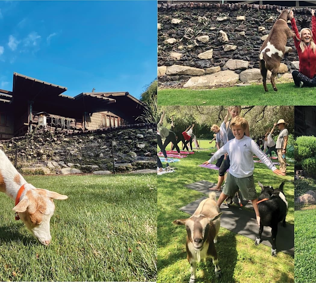 Goat Yoga at the Gamble House 1