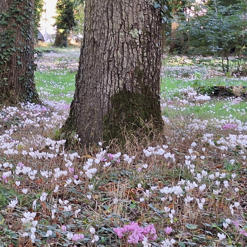Parc des Grandes Brosses 3
