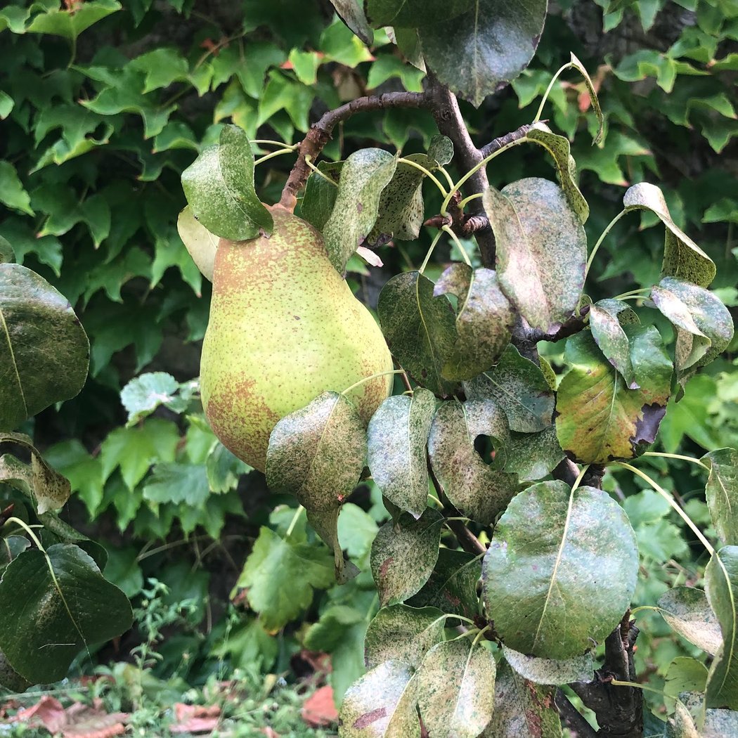 Entretien forêt jardin 3
