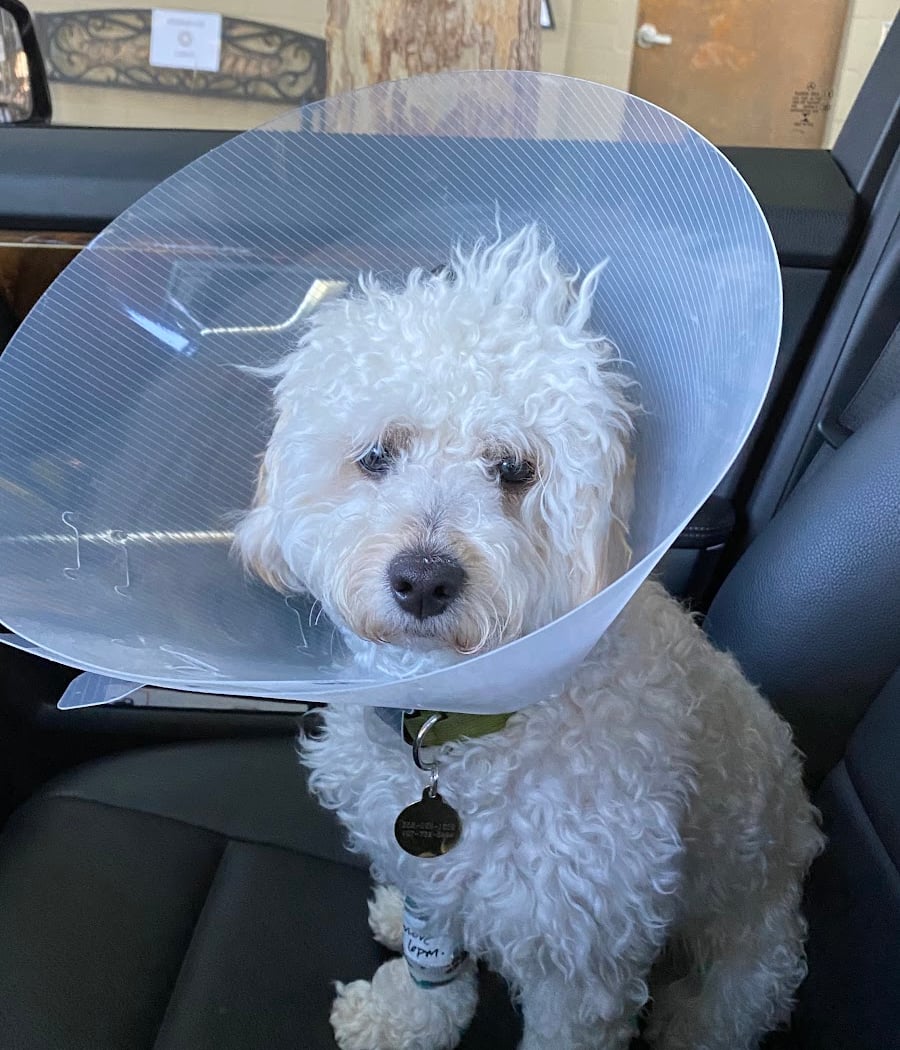 Mission Pet Hospital 3