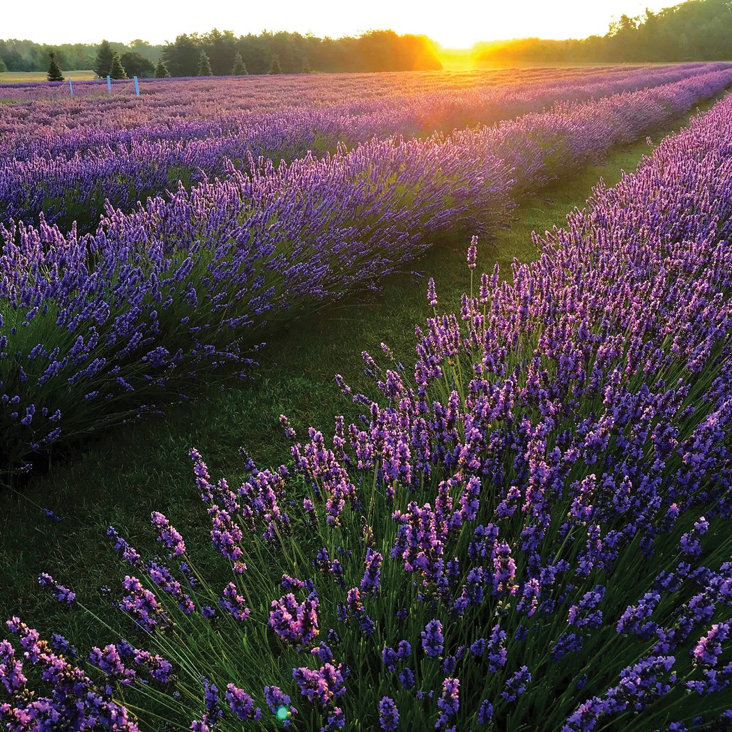 Falls Lavender Fest 3
