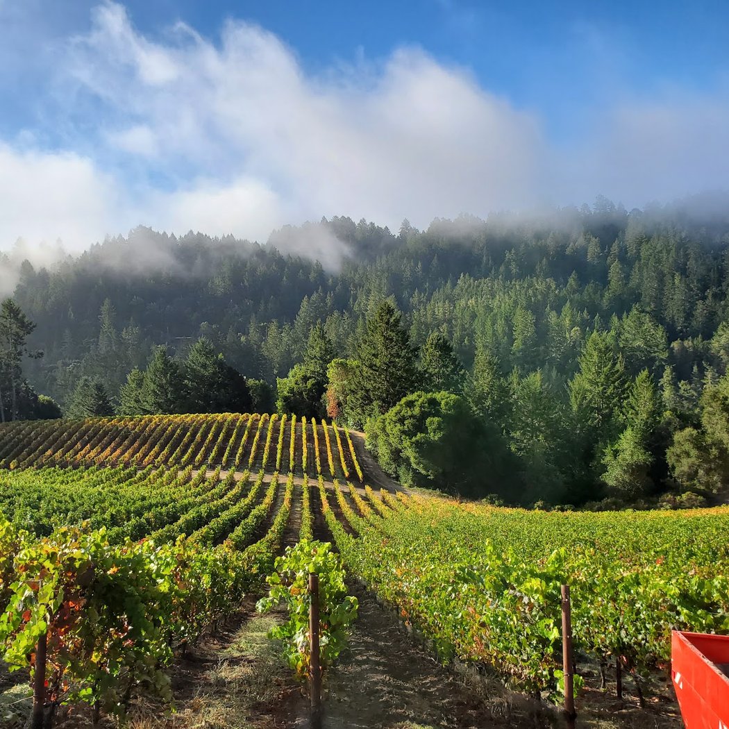 Mindego Ridge Vineyard 2