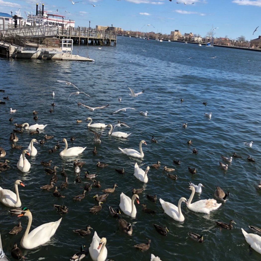 Sheepshead Bay Piers 3